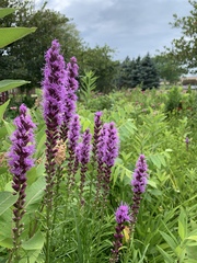 Liatris pycnostachya