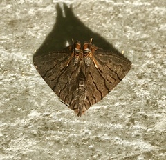 Eulepidotis merricki