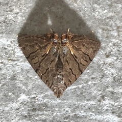 Eulepidotis merricki