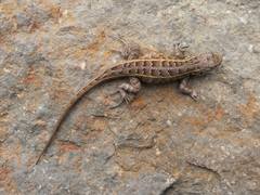 Sceloporus subniger