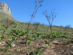 Melaleuca linearis linearis