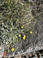 Potentilla pseudosericea