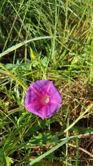 Ipomoea decasperma