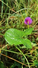 Ipomoea decasperma