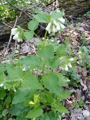 Symphytum tauricum
