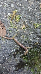 Bipalium pennsylvanicum