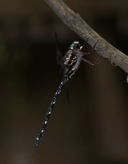 Austroaeschna atrata