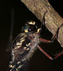 Austroaeschna atrata
