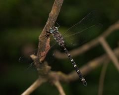 Austroaeschna atrata
