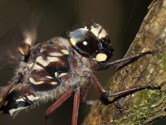 Austroaeschna atrata