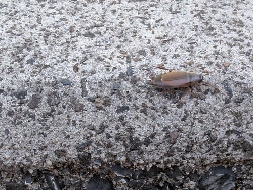 Pacific Beetle Cockroach photo 4