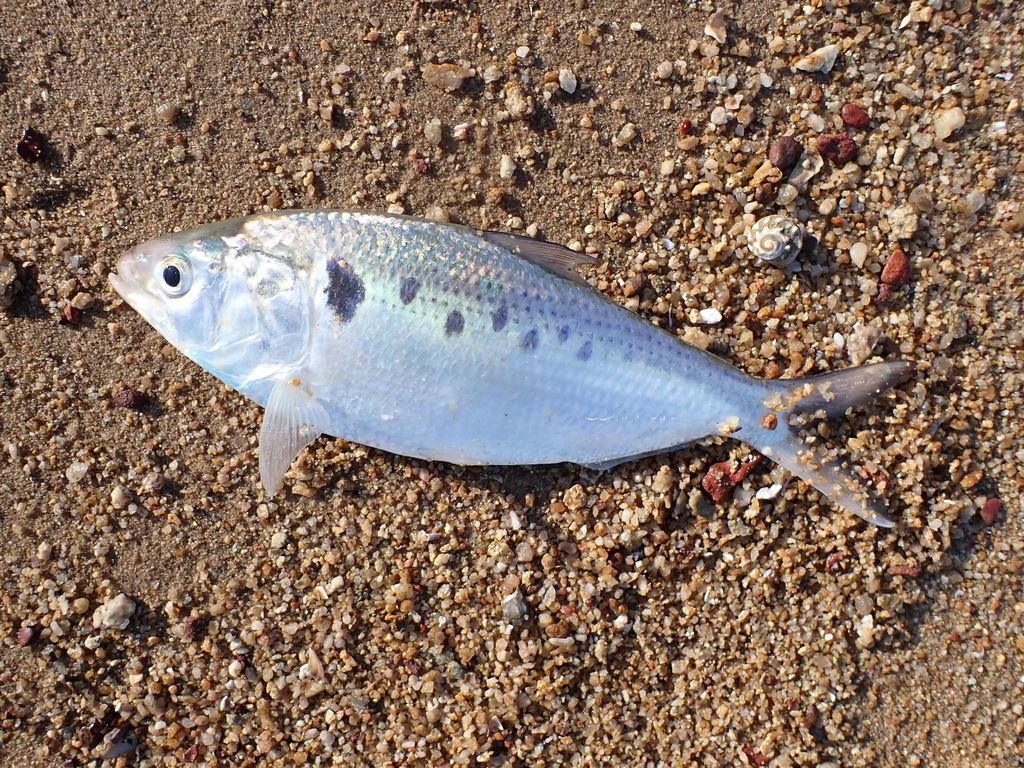 Chinese gizzard shad (Clupanodon thrissa) — Clupeidae