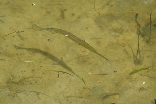 Spottail needlefish (Strongylura urvillii) — Belonidae — 5