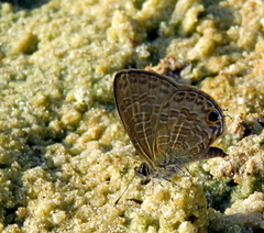 Prosotas nora ardates