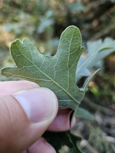Image of Quercus margaretiae by (c) Daniel McClosky, some rights reserved (CC BY)