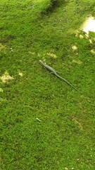 Plestiodon japonicus