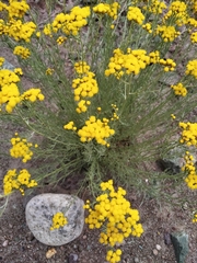 Tanacetum gracile