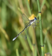 Lestes stultus