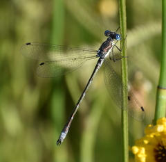 Lestes stultus