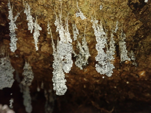 Badhamia utricularis