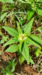 Euphorbia schiedeana