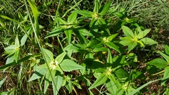 Euphorbia schiedeana