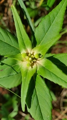 Euphorbia schiedeana