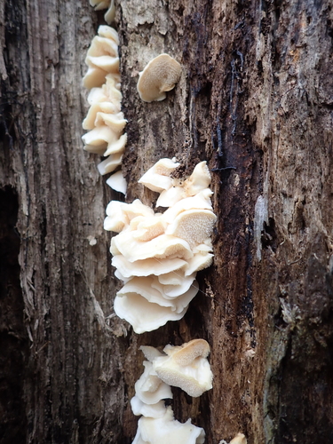 Mycoleptodonoides aitchisonii