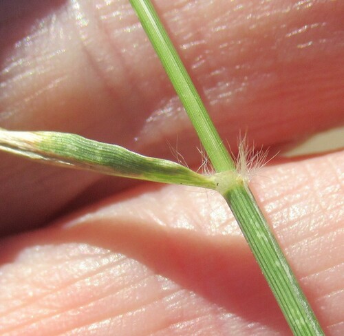 Image of Eragrostis barrelieri by (c) Linda Jo Conn, some rights reserved (CC BY)