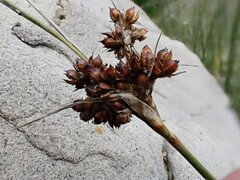 Juncus acutus ssp. leopoldii