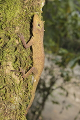 Anolis macrinii
