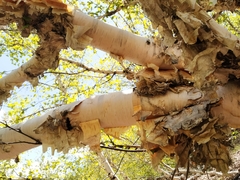 Betula utilis jacquemontii