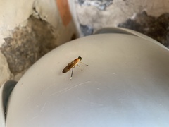 Ptecticus testaceus