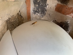 Ptecticus testaceus