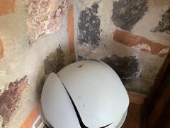 Ptecticus testaceus