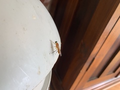 Ptecticus testaceus