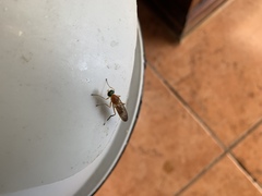 Ptecticus testaceus