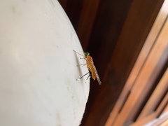 Ptecticus testaceus