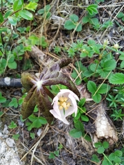Podophyllum hexandrum