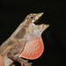 Ghost Anole - Photo (c) Alejandro Calzada, some rights reserved (CC BY-NC)