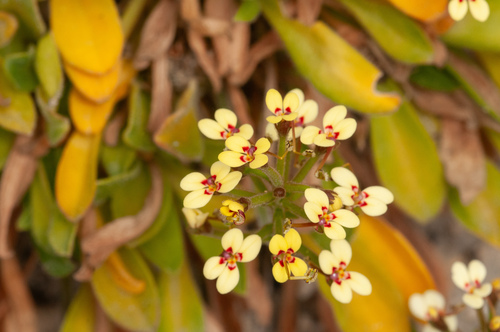 downy triggerplant (Stylidium pycnostachyum)