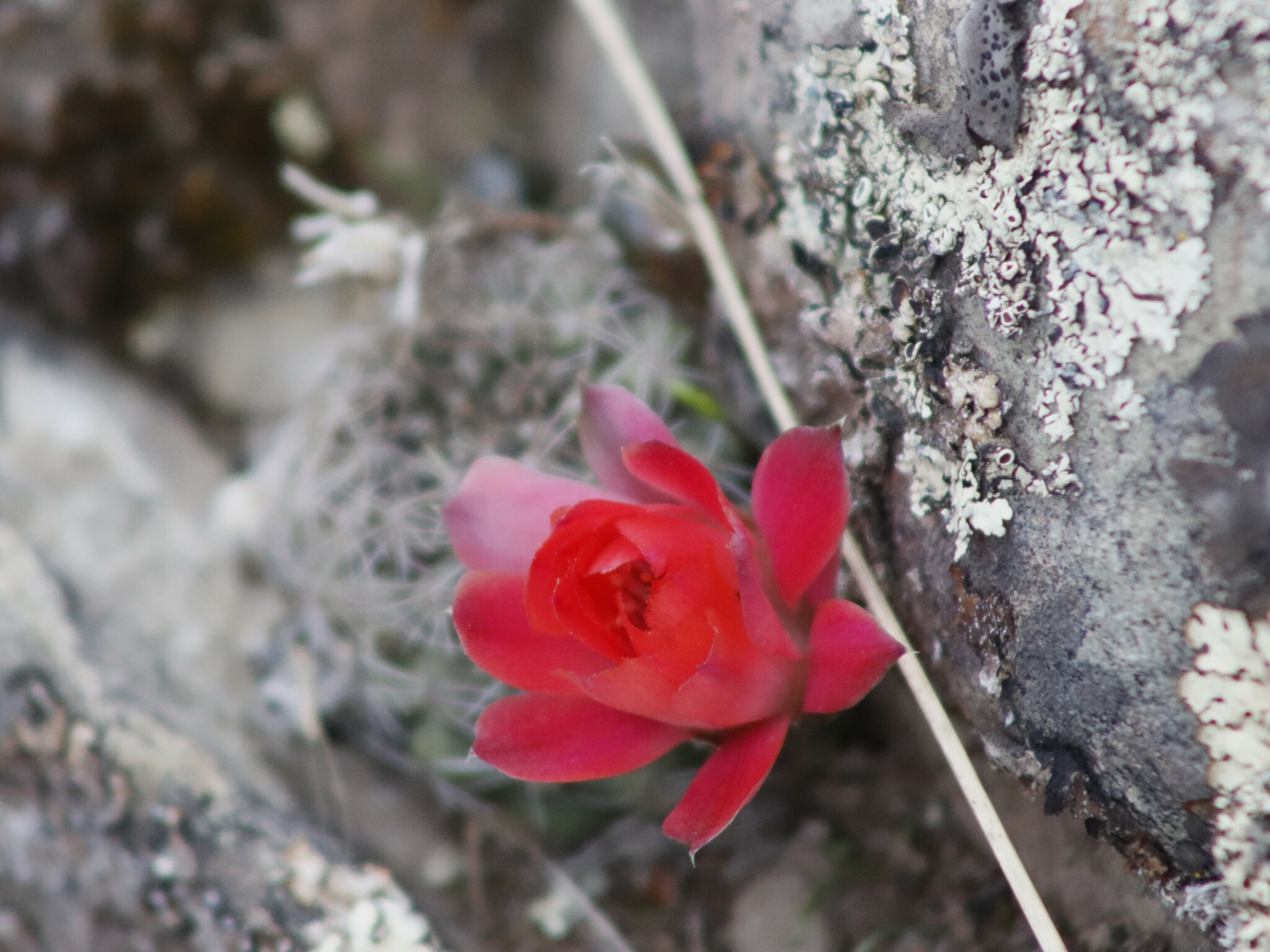 Aylostera atrovirens