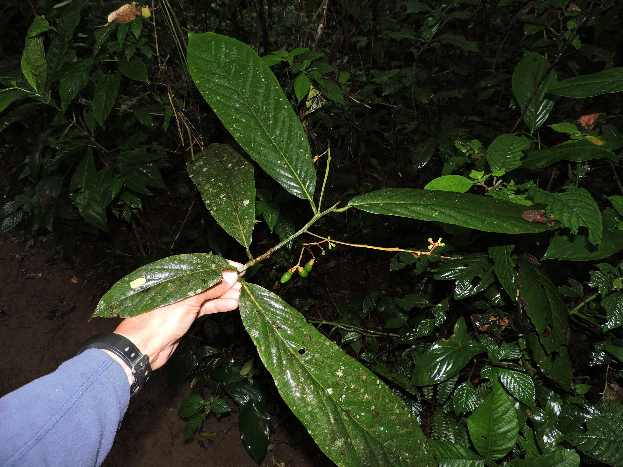 Imagem de Canela-sassafrás