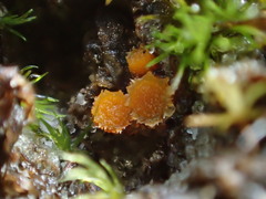 Octospora tuberculata