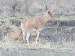 Alcelaphus buselaphus