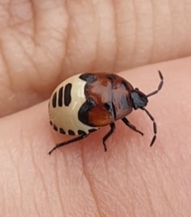 Tritomegas sexmaculatus