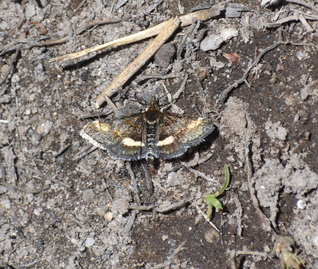 Pyrausta tuolumnalis