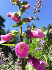 Digitalis purpurea