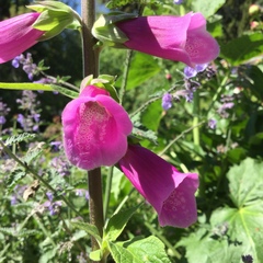 Digitalis purpurea
