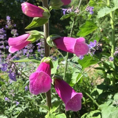 Digitalis purpurea
